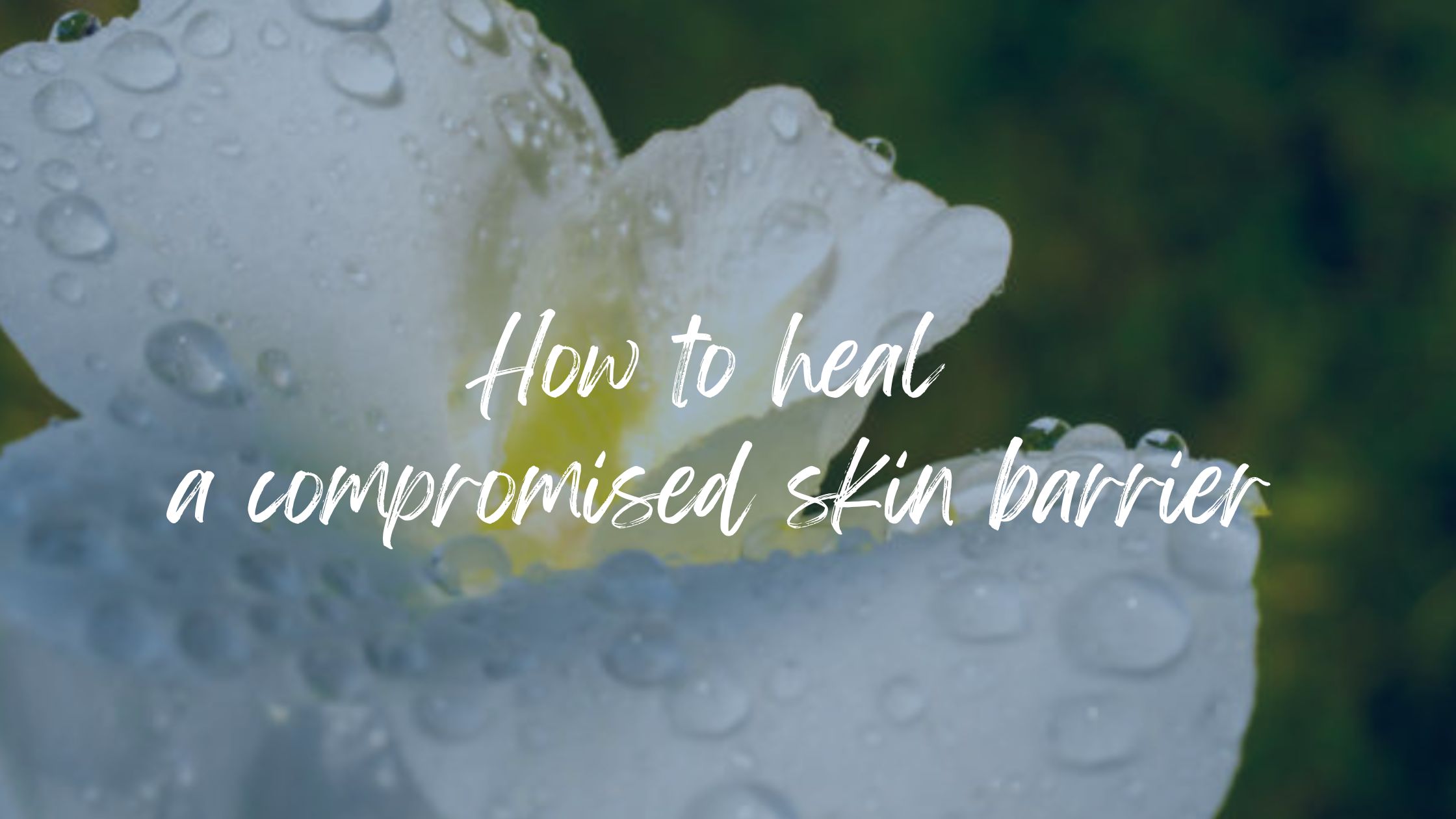 How to heal a compromised skin barrier Heal Rosacea Naturally